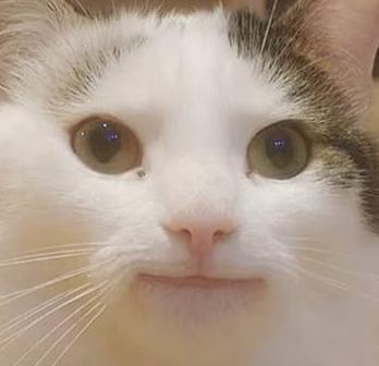 Tougen Anki Chap 106 - Next Chap 107