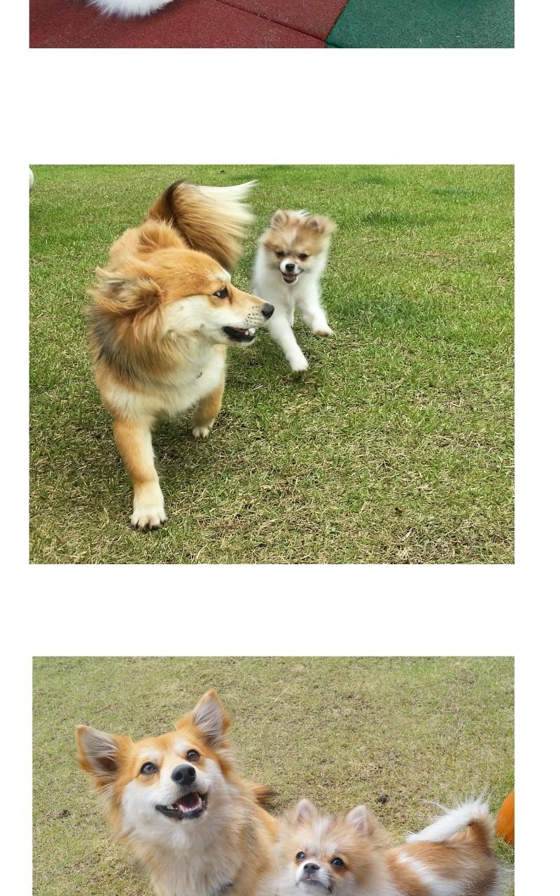 The Dog Diaries Chap 68.5 - Next Chap 69.5