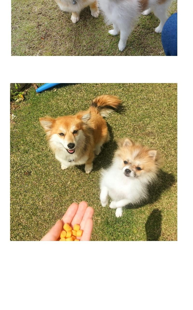 The Dog Diaries Chap 68.5 - Next Chap 69.5