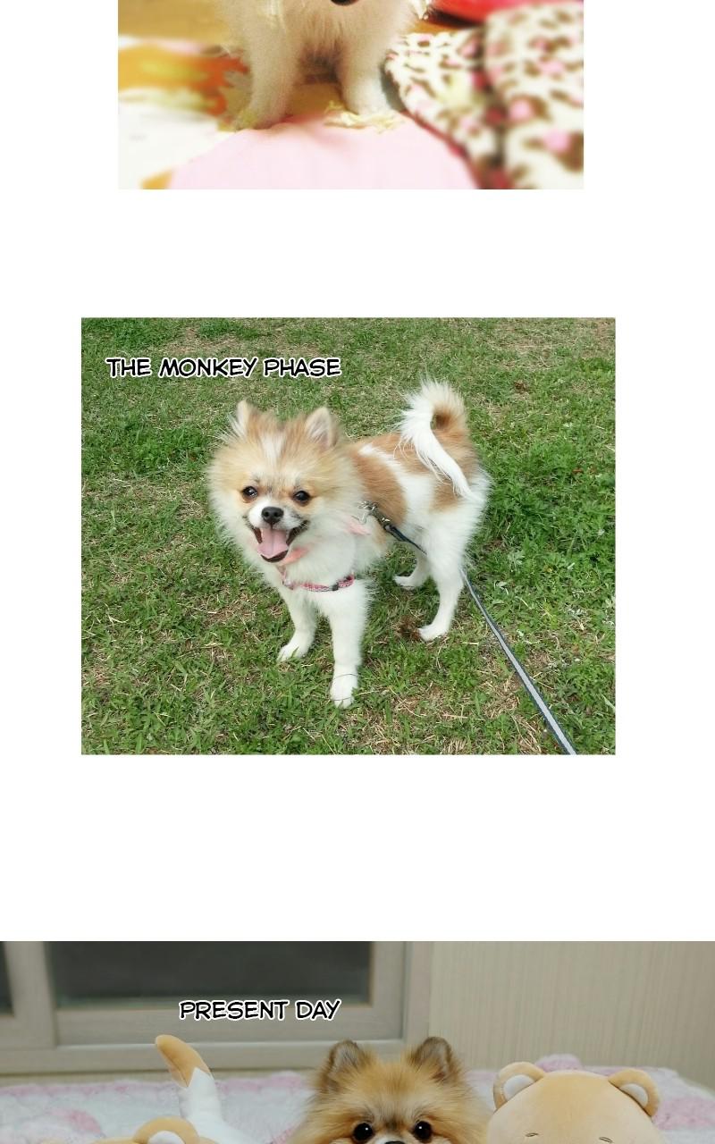 The Dog Diaries Chap 68.5 - Next Chap 69.5