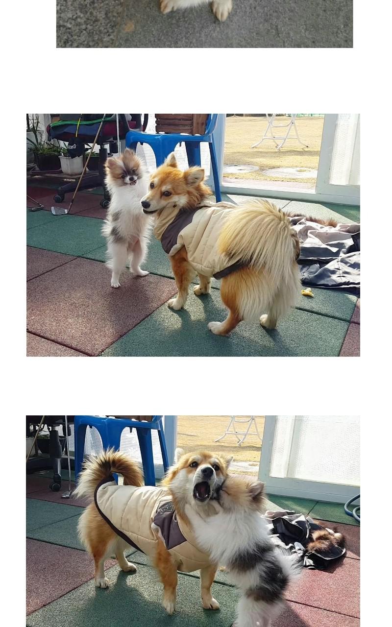 The Dog Diaries Chap 68.5 - Next Chap 69.5