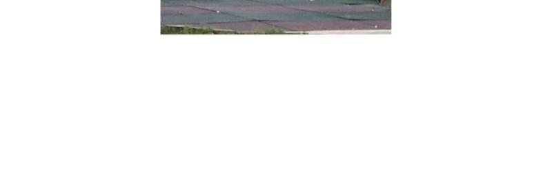 The Dog Diaries Chap 68.5 - Next Chap 69.5