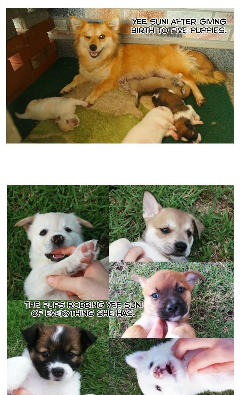 The Dog Diaries Chap 68.5 - Next Chap 69.5