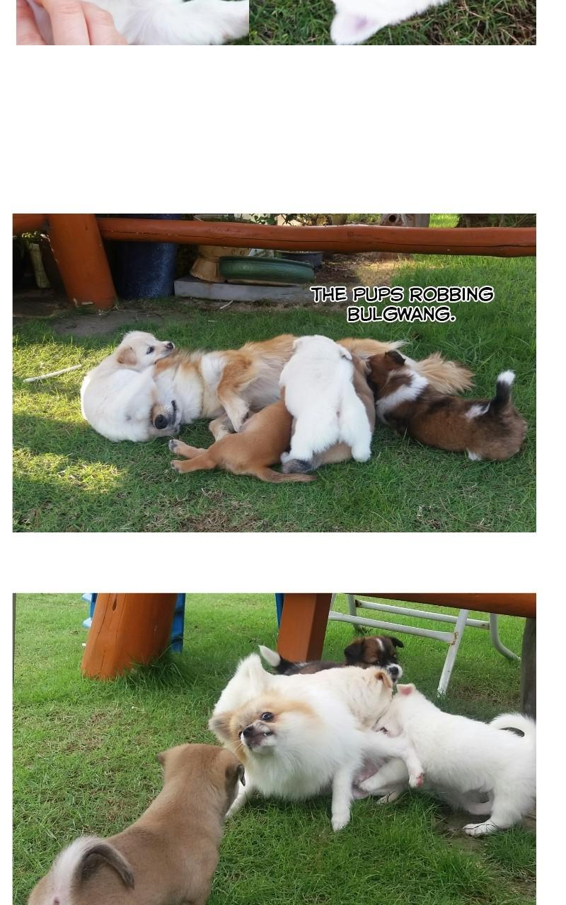 The Dog Diaries Chap 68.5 - Next Chap 69.5