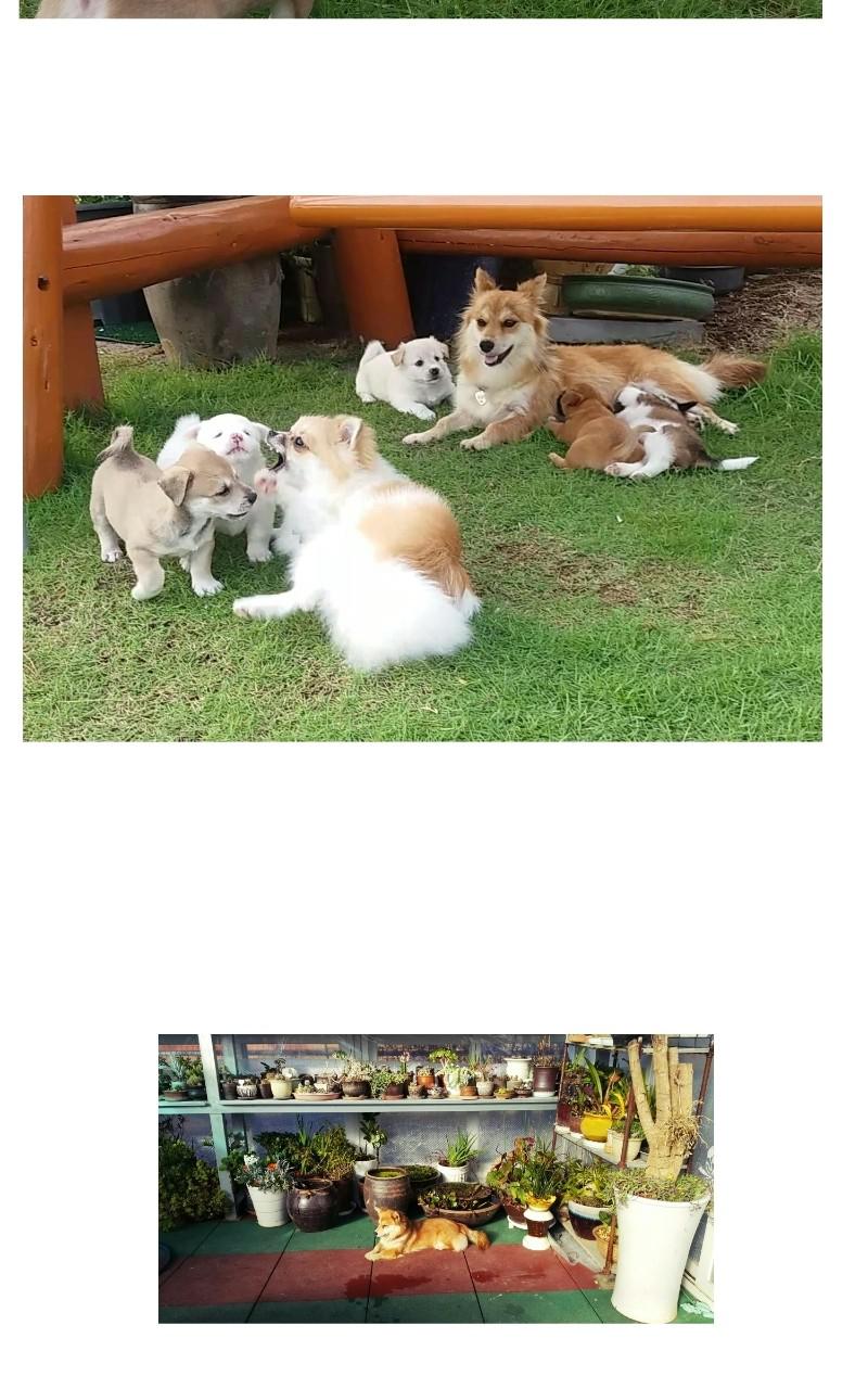 The Dog Diaries Chap 68.5 - Next Chap 69.5