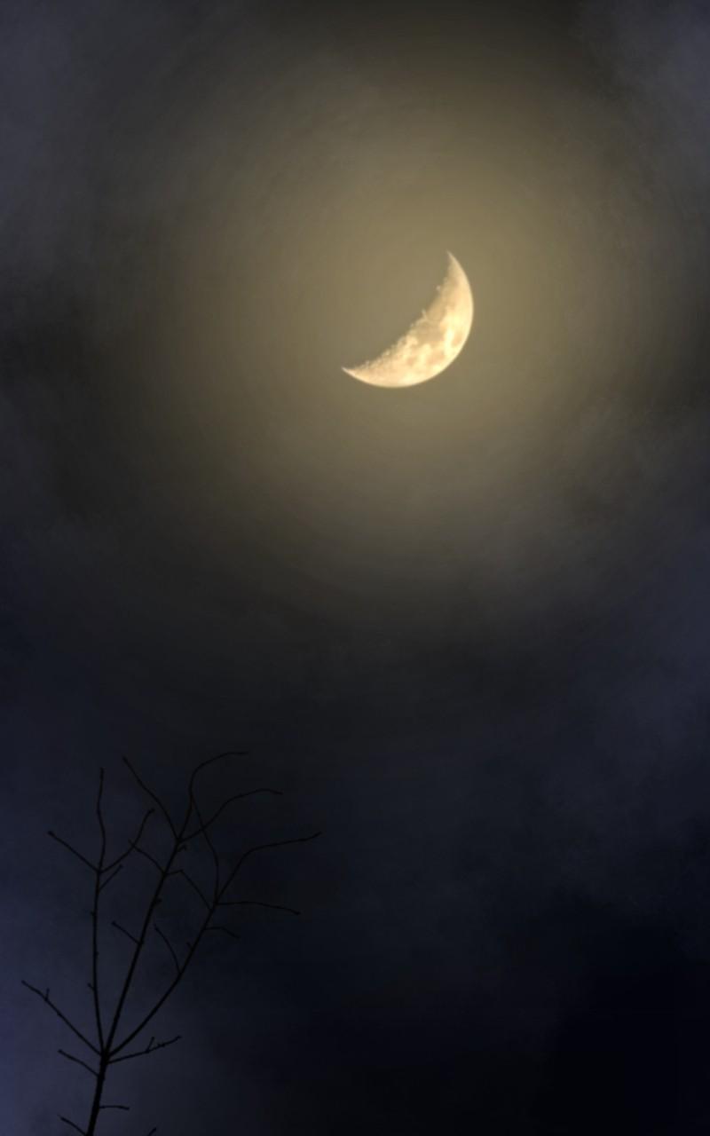 Like Wind on a Dry Branch Chap 157 - Next Chap 158