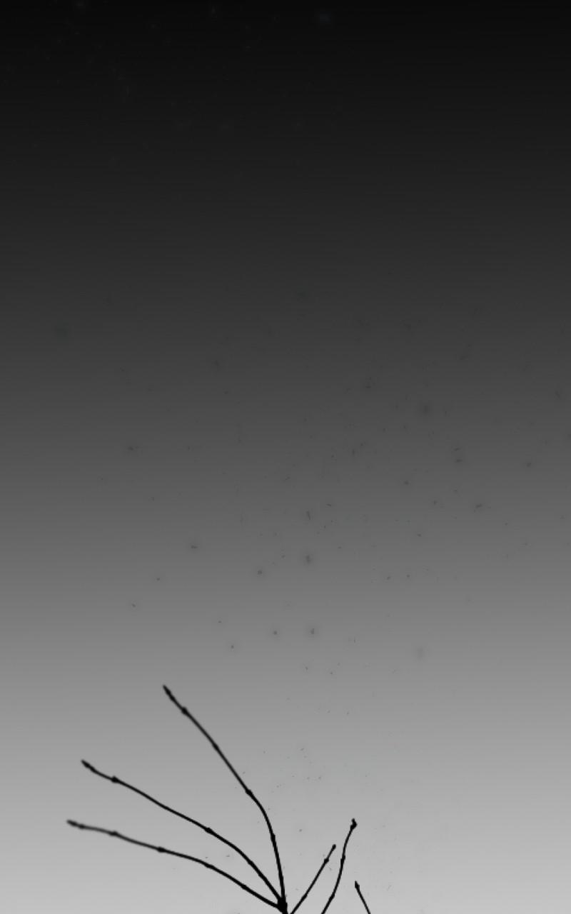 Like Wind on a Dry Branch Chap 155 - Next Chap 156