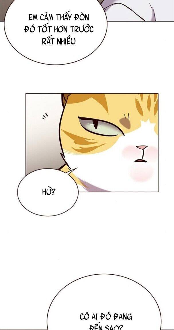 Hoá Thân Thành Mèo Chap 176 - Next Chap 177